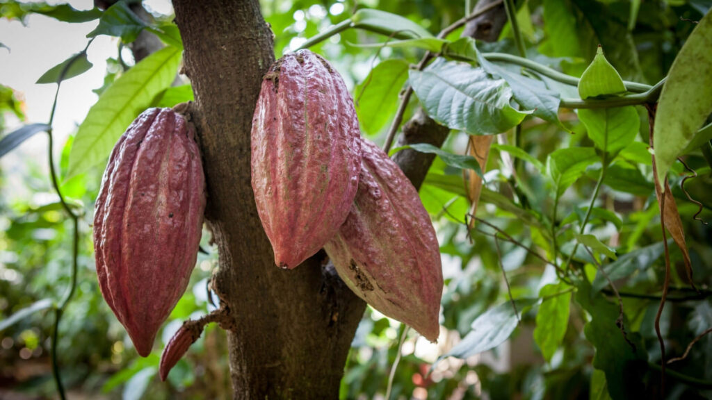 Not just a taste of heaven, it’s the food of the gods