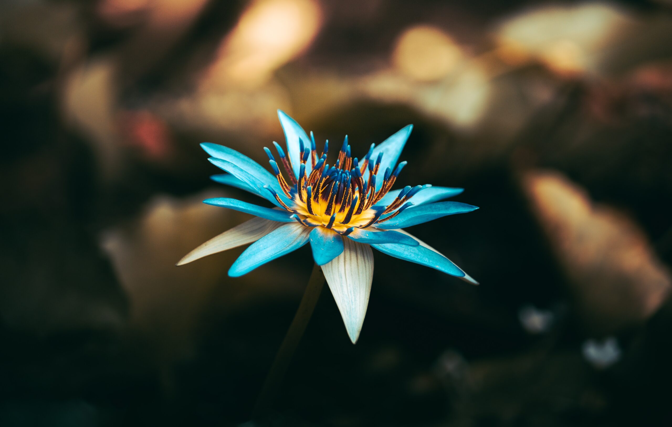 blue lily Flower