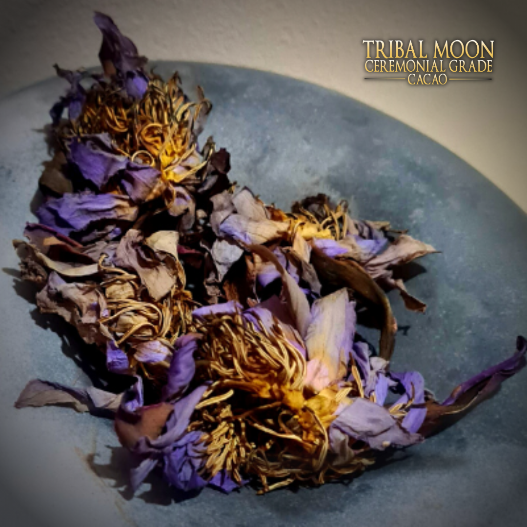tribal moon cacao blue lotus tea
